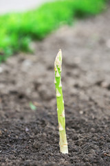 Single asparagus growing through black soil