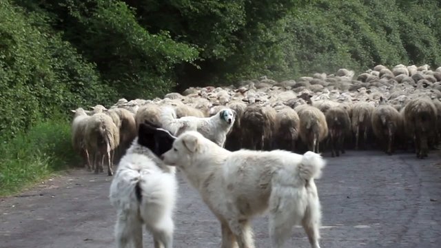 Shepherd Dogs Following Sheep Herd
