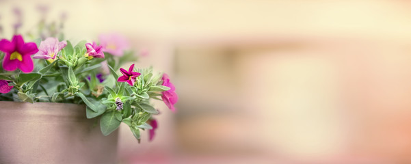 Pretty petunia in flowers pot on blurred nature background, banner for website, toned