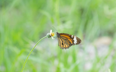 Fototapeta premium butterfly