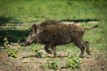 Wild boar in spring