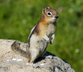 Naklejka na ściany i meble Golden-mantled Ground Squirrel in Jasper National Park