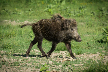 Wild boar in spring