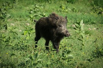 Wild boar in spring