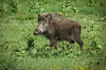 Naklejka na ściany i meble Wild boar in spring