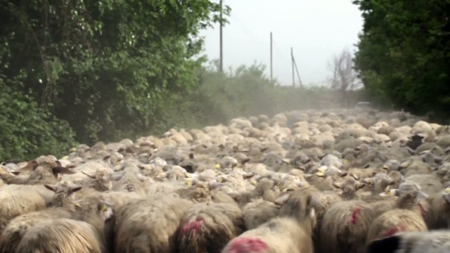 Video clip of sheep herd moving on country road