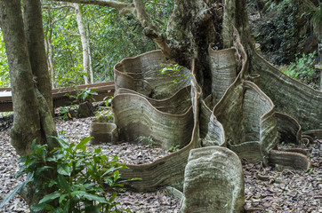 沖縄県　東村のサキシマスオウノキ