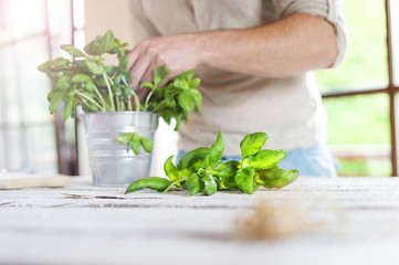 Close up of unrecognizable man with green basil leaves