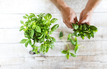 Close up of unrecognizable man with green basil leaves
