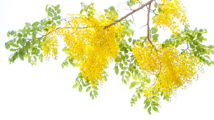 Golden Shower Tree