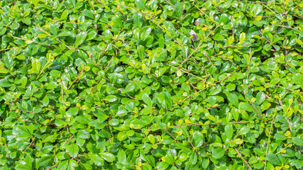 Obraz premium green background branches of siamese rough bush