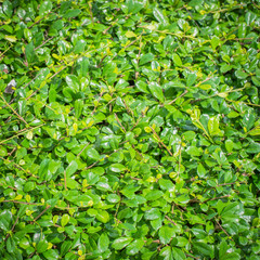 green background branches of siamese rough bush
