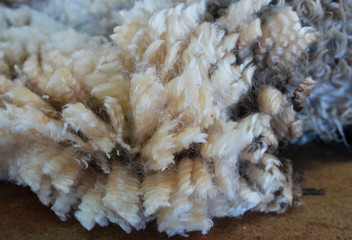 Texture of merino wool