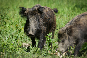 Wild boar in spring