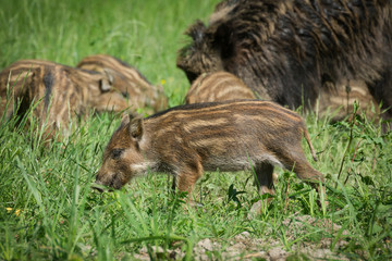 Wild boar family