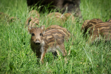 Wild boar family