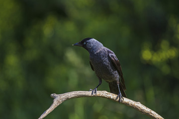 Jackdaw