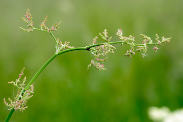 Rumex acetosella in the meadow under the warm spring sun