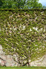 Wein an einer alten Stadtmauer