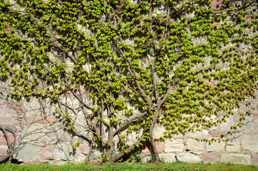 Fototapeta premium Wein an einer alten Stadtmauer