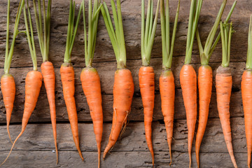 Baby carrots, fresh vegetables grown with pesticides and non-tox