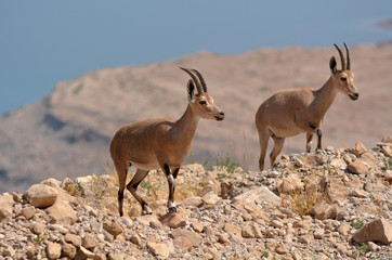 Ibex Mountain goats