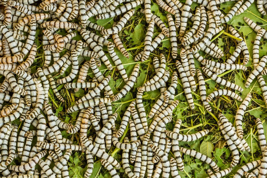 Silkworms