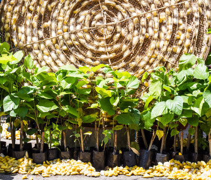Sericulture