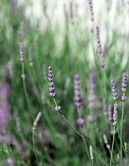flowers and plant of lavender in spring
