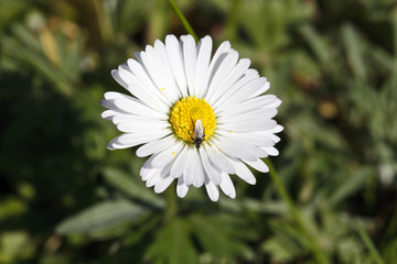 Fototapeta premium Beautiful daisy field