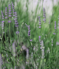 flowers and plant of lavender in spring