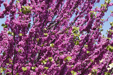 Fototapeta premium bright pink flowering tree