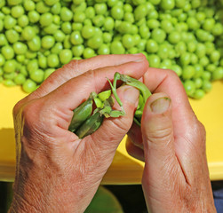 old woman take off the green peas from pods