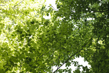 bright green foliage background of trees