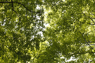 Fototapeta na wymiar bright green foliage background of trees