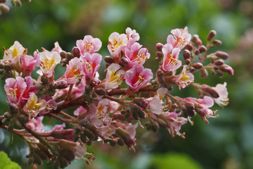 beautiful blooming pink chestnuts