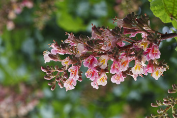 beautiful blooming pink chestnuts