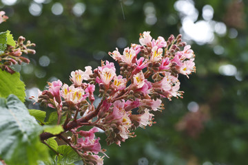beautiful blooming pink chestnuts