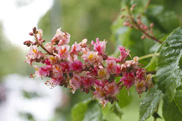 beautiful blooming pink chestnuts