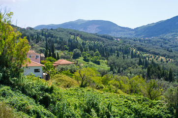 Olive orchards in the hills - Corfu, Greece