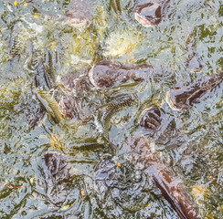 image of feeding many of Striped catfish (Pangasius) fish in pond.