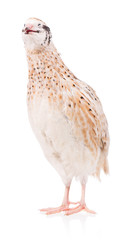 Cute quail