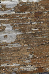Beautiful wood texture