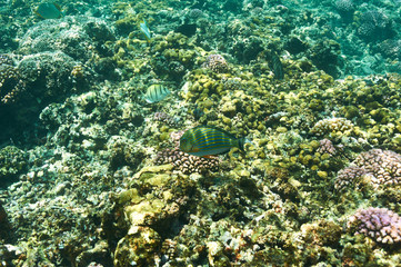 Coral reef and fish