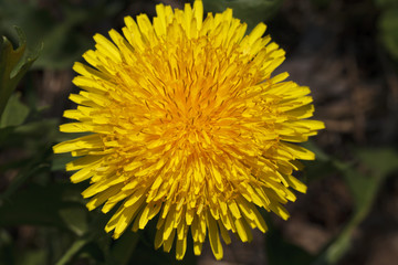 beautiful dandelion closeup