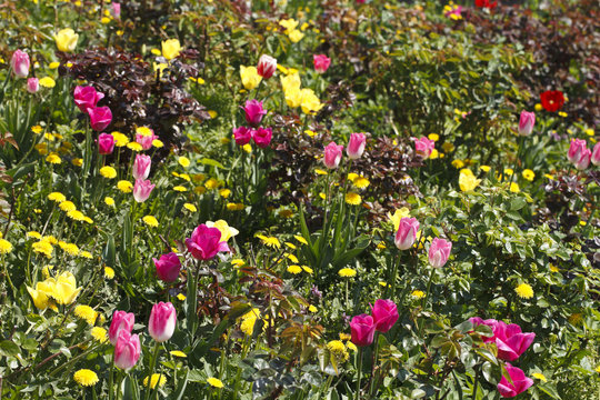 field of red tulips beautiful © homonstock