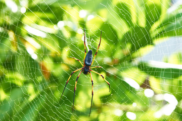 Giant wood spider - Nephila maculata / nephila pilipes