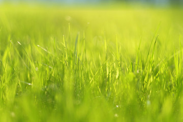 Meadow in sunlight