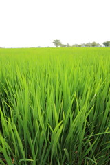 Rice fields in Thailand