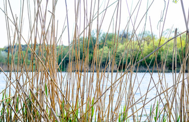 Scenic View of Lake Through Tall Reeds